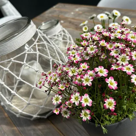 Dom wakacyjny Remise-berlin-gruenau Your Cozy And Comfortable To For Up To 6 People Between Mueggelsee And Berlin